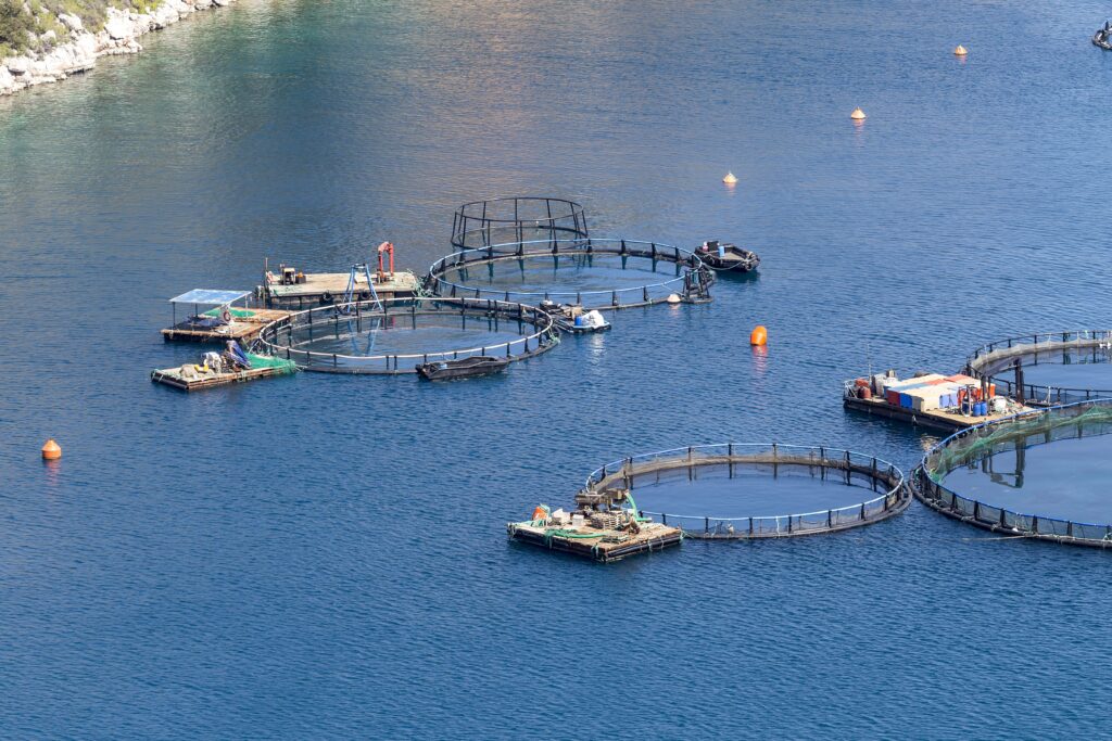  Tilapia fish farming in a controlled aquaculture facility.